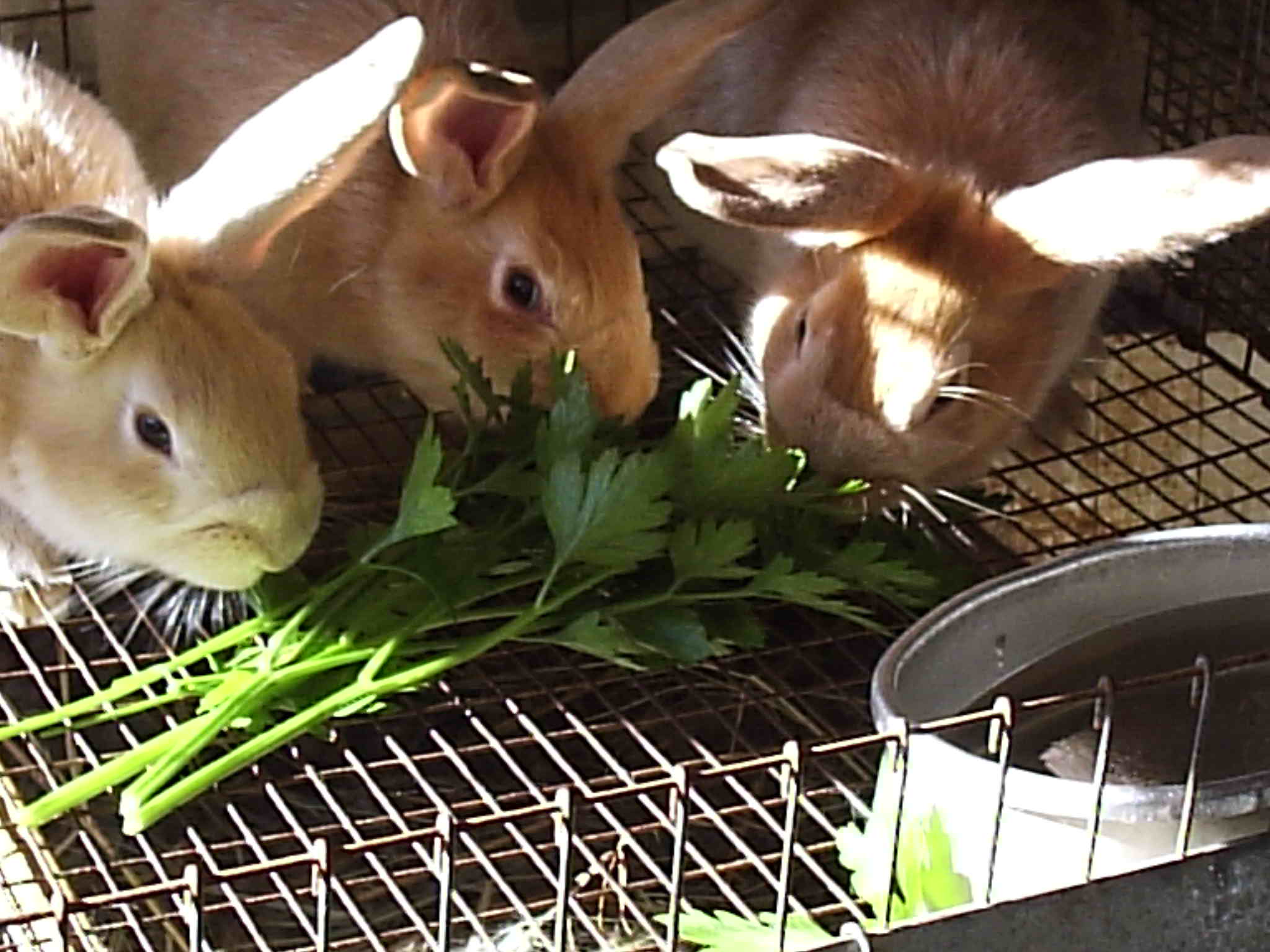 raising rabbits to eat
