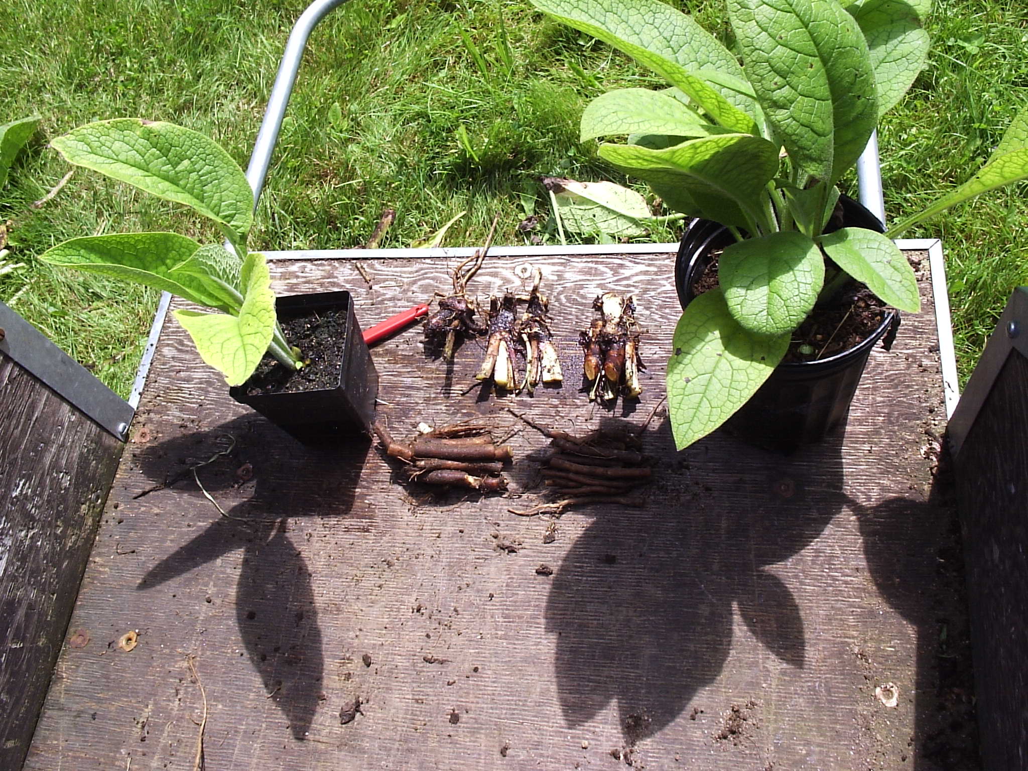 25 Russian Comfrey Root Cuttings Naturally Grown using no Chemicals 
